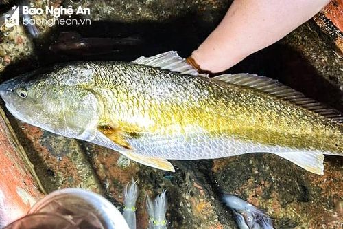 Ngư dân Cửa Lò câu được cá lạ nghi sủ vàng quý hiếm