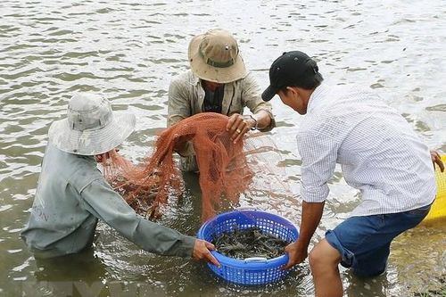 Trà Vinh: Giá nhiều loại hải sản tươi sống tăng cao, hút hàng
