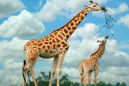 10 loài động vật mang thai lâu nhất Trái đất