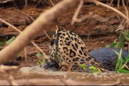 CLIP: Báo đốm ra đòn chớp nhoáng hạ sát cá sấu Caiman
