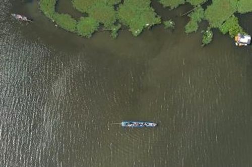 Mùa cá linh lại về