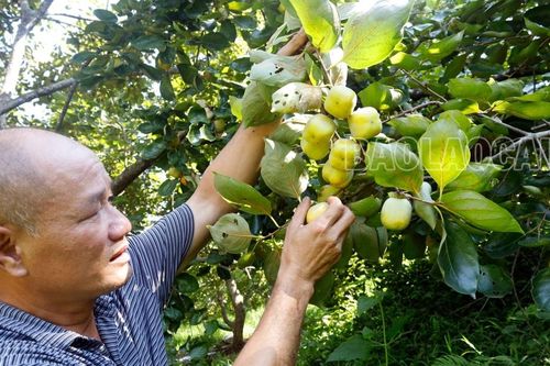 Tân Thượng mùa quả ngọt