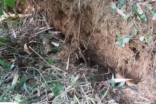 Người dân bất an vì vết nứt kéo dài trên đồi Na Lo