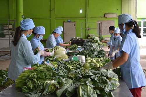 Kiểm soát an toàn thực phẩm qua chuỗi liên kết