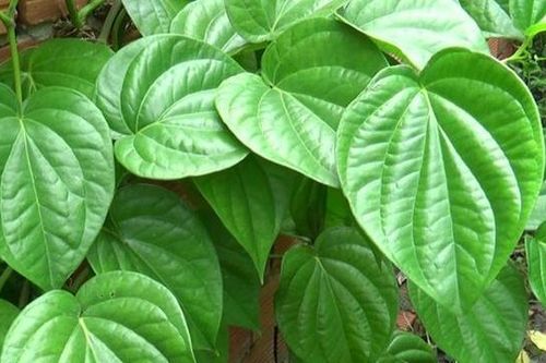 Bài thuốc giảm đau nhức xương khớp dễ thực hiện tại nhà