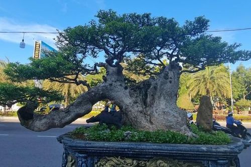 Ngắm những gốc bonsai 'cổ - kỳ - mỹ' đáng giá cả gia tài