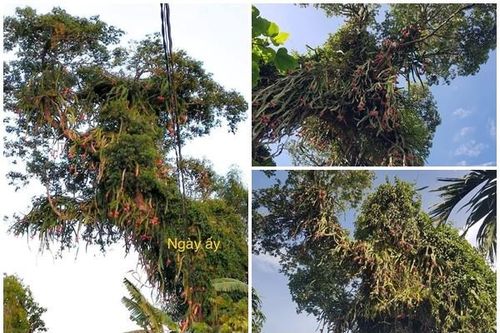 Sửng sốt cây thanh long cổ thụ chi chít quả từ gốc đến ngọn