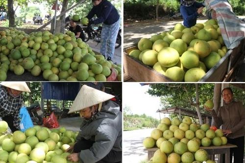 Thủ phủ bưởi Phúc Trạch nhộn nhịp vào mùa thu hoạch