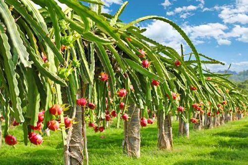 Siêu thị tại Anh dừng bán thanh long Việt Nam