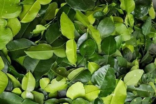 Loại lá rẻ bèo ở Việt Nam, sang nước ngoài giá đắt đỏ