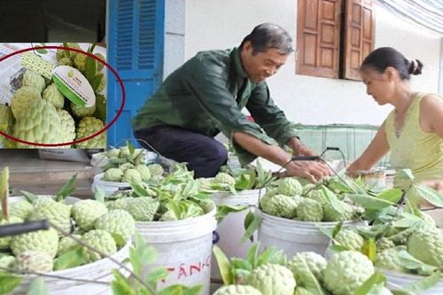 Vị thơm ngon, na Đông Triều kỳ vọng đạt doanh thu 300 tỷ đồng