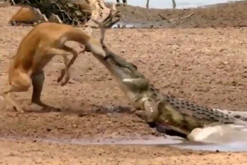 CLIP: Cá sấu tung cú đớp cực nhanh, hạ sát linh dương Impala trong 'một nốt nhạc'