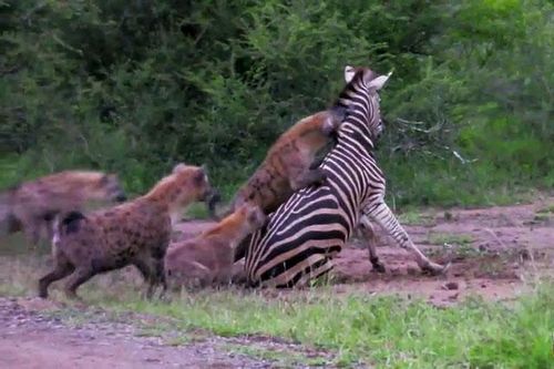 CLIP: Ngựa vằn 'rơi xuống tận cùng nỗi đau' khi bị bầy linh cẩu truy sát