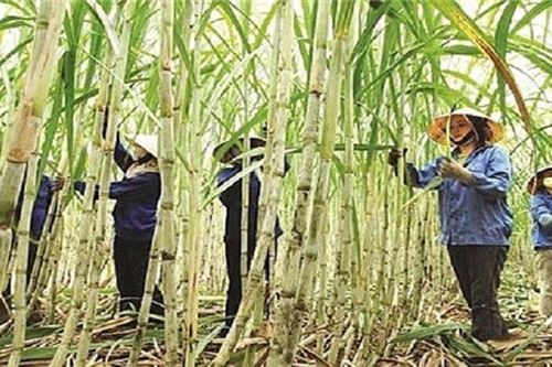 40 doanh nghiệp chế biến thực phẩm, đồ uống 'đói' đường nhưng diện tích trồng mía liên tục giảm