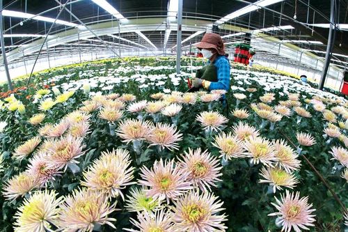 Hoa Đà Lạt và hành trình chinh phục thị trường quốc tế