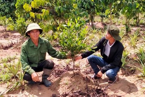 Liên kết sản xuất mắc ca theo chuỗi giá trị