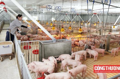 Dự báo giá heo hơi sẽ tăng lên trong quý 4/2023, doanh thu BaF Việt Nam (BAF) sẽ được cải thiện mạnh