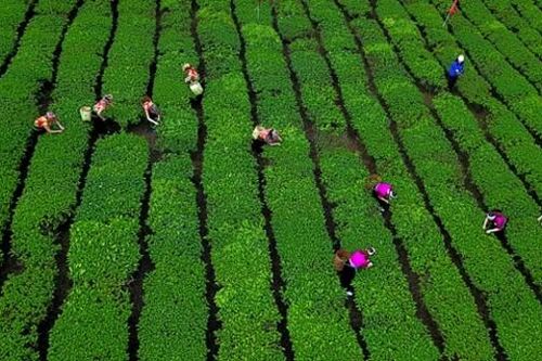 Khơi dậy khát vọng, phát huy vai trò của nông dân trong phát triển nông nghiệp