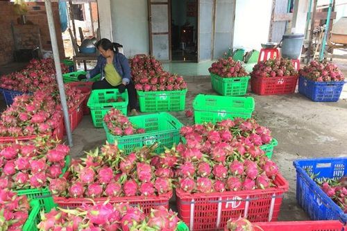 SPS Việt Nam đề nghị cung cấp thông tin về phản ánh 'một số siêu thị tại Anh dừng bán thanh long Việt'