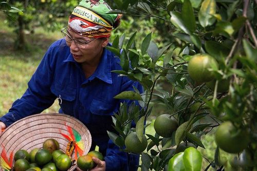 Quýt Cao Phong được mùa, được giá
