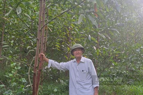 Ông trưởng xóm người Sán Dìu giúp bà con xây dựng nông thôn mới