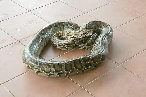 Trăn dài hơn 4m nuốt con dê gần 10kg ở Quảng Trị