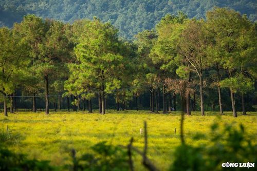 Đẹp ngỡ ngàng cánh đồng cây rễ ở Côn Sơn (Hải Dương)