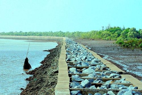 Cà Mau bảo vệ, phát triển rừng nhằm ứng phó với biến đổi khí hậu, chống xói lở bờ sông