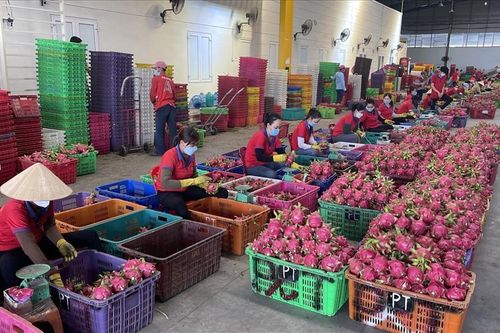 Thông tin bất ngờ vụ siêu thị Anh dừng bán thanh long Việt Nam