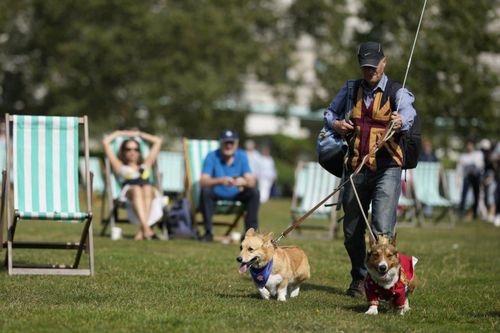 Cuộc tuần hành của những chú corgi tưởng nhớ Nữ hoàng Elizabeth