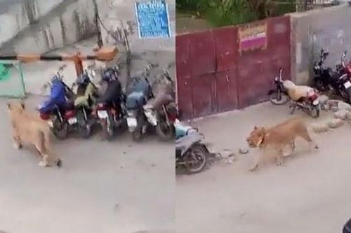 Video sư tử bỏ trốn gây náo loạn đường phố