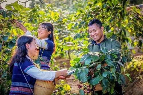 Biến thách thức thành cơ hội để ngành cà phê bứt phá