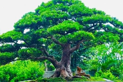 Ngắm loạt cây cảnh độc đáo tiền tỷ tại triển lãm lớn nhất miền Trung