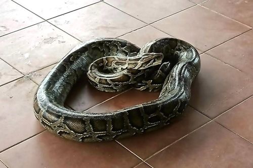 Quảng Trị: Người dân vây bắt con trăn 'khủng' đang nuốt cả con dê