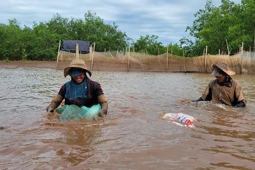 Những người phụ nữ ngâm mình dưới bùn lầy, săn sản vật ở rừng ngập mặn Ninh Bình