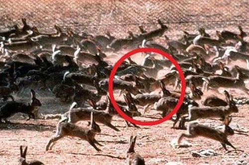 Cách đây hơn 160 năm, người đàn ông mang về 24 con vật lạ khiến Úc thiệt hại hơn 3.100 tỷ mỗi năm