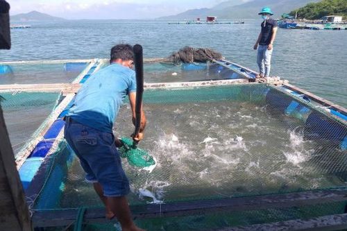 Nuôi cá bè vẫu bằng thức ăn công nghiệp