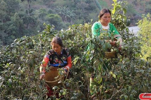 Hiệu quả nguồn Quỹ hỗ trợ nông dân tại Bắc Yên