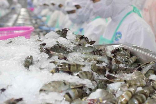 CTCP Sao Ta có tháng tăng trưởng dương đầu tiên trong năm 2023