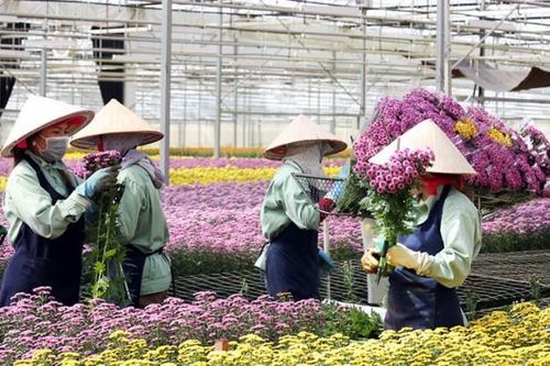 Xuất khẩu hoa Đà Lạt tăng trưởng mạnh