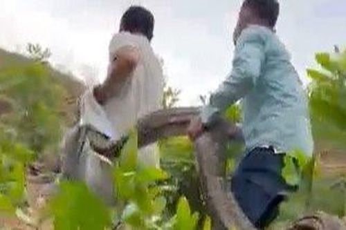Video bắt trăn đất 'khủng' nuốt con dê của người dân