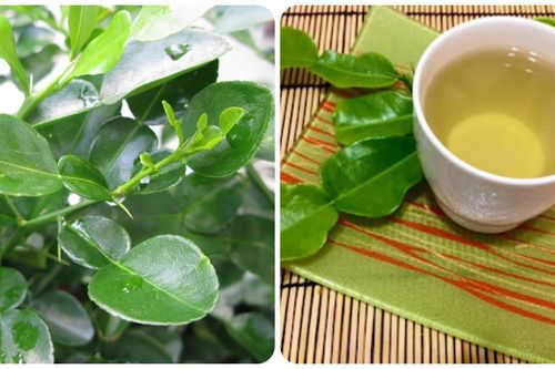 Uống nước lá chanh có tốt không?