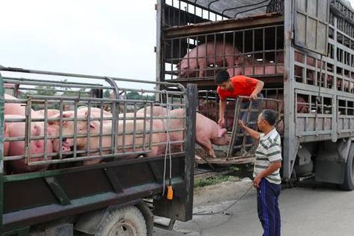 Giá lợn hơi giảm mạnh đến 100.000 đồng/con 50kg nhưng người mua thịt ba chỉ ở siêu thị vẫn phải chi hơn 200.000 đồng/kg