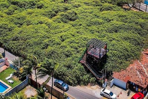 Cây điều lớn nhất thế giới