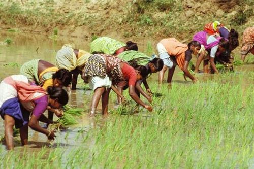 Bình ổn thị trường gạo thế giới