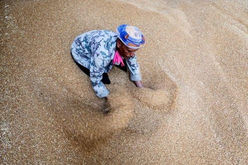 Ai Cập nhập khẩu gần nửa triệu tấn lúa mì Nga
