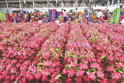 Thực hư việc siêu thị tại Anh dừng bán thanh long Việt Nam