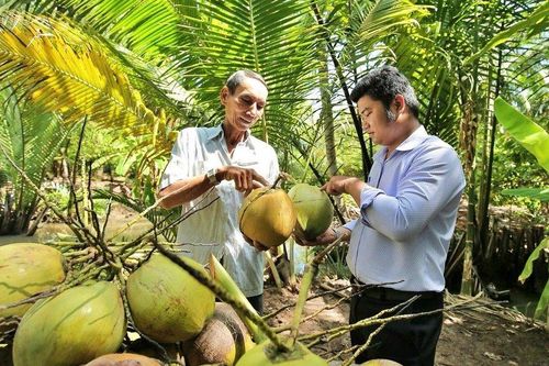 Trái dừa xuất ngoại và mục tiêu xuất khẩu 1 tỷ USD