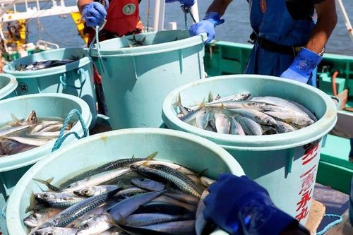 Nhật Bản làm gì để đối phó với lệnh cấm hải sản của Trung Quốc?