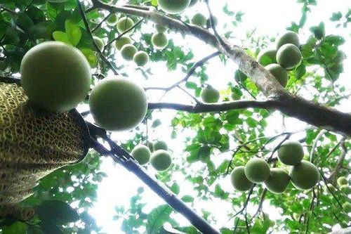 Nâng tầm đặc sản 'tiến vua' một thời ở Huế